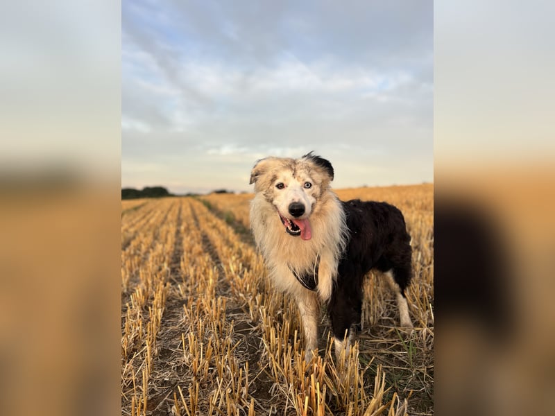 Border Collie Loky