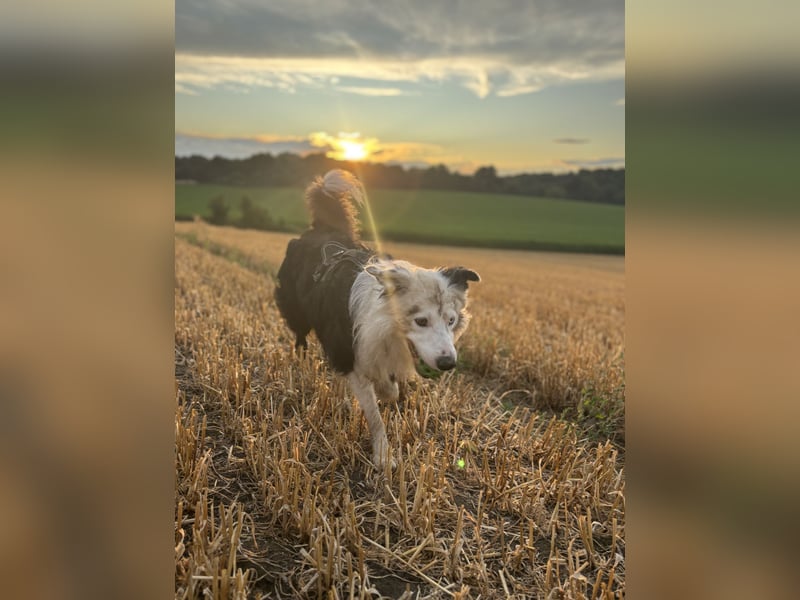 Border Collie Loky