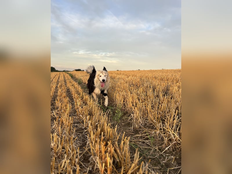 Border Collie Loky