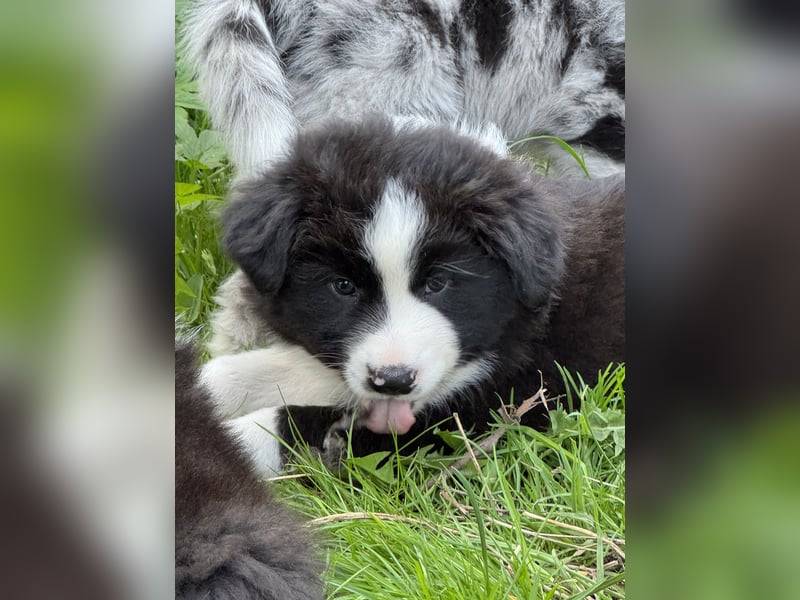 Border Collie x Australien Shepherd