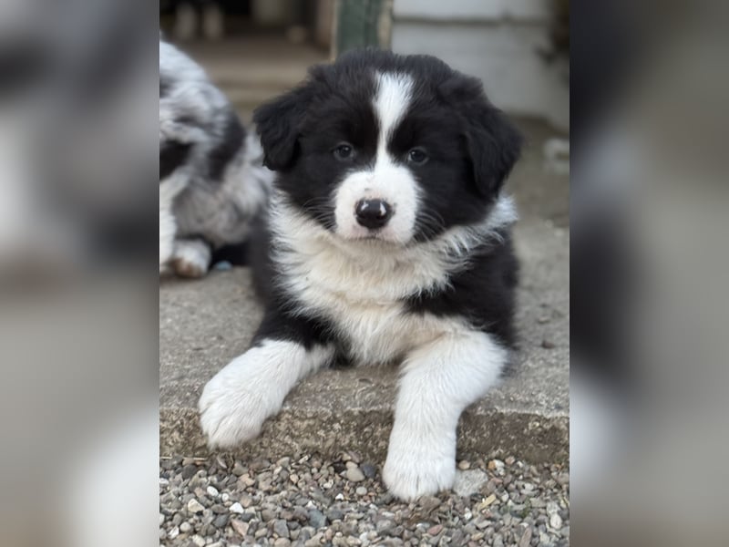 Border Collie x Australien Shepherd