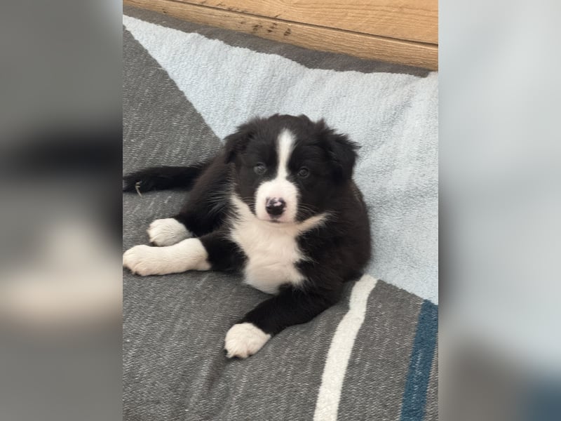 Border Collie x Australien Shepherd