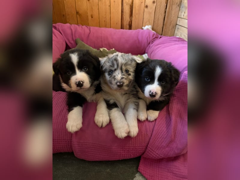 Border Collie x Australien Shepherd