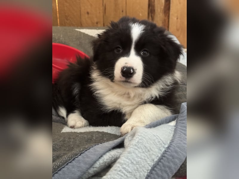 Border Collie x Australien Shepherd