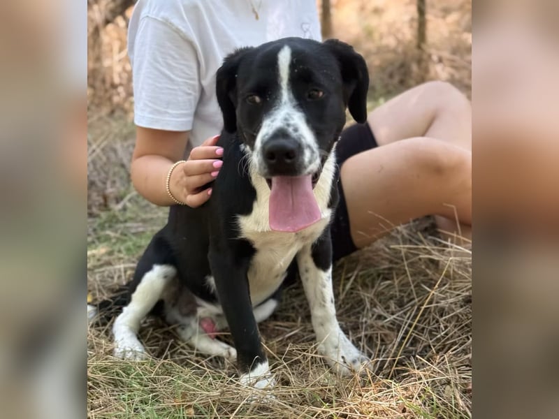 BALU - Fröhlicher Junghund sucht aktive Familie!