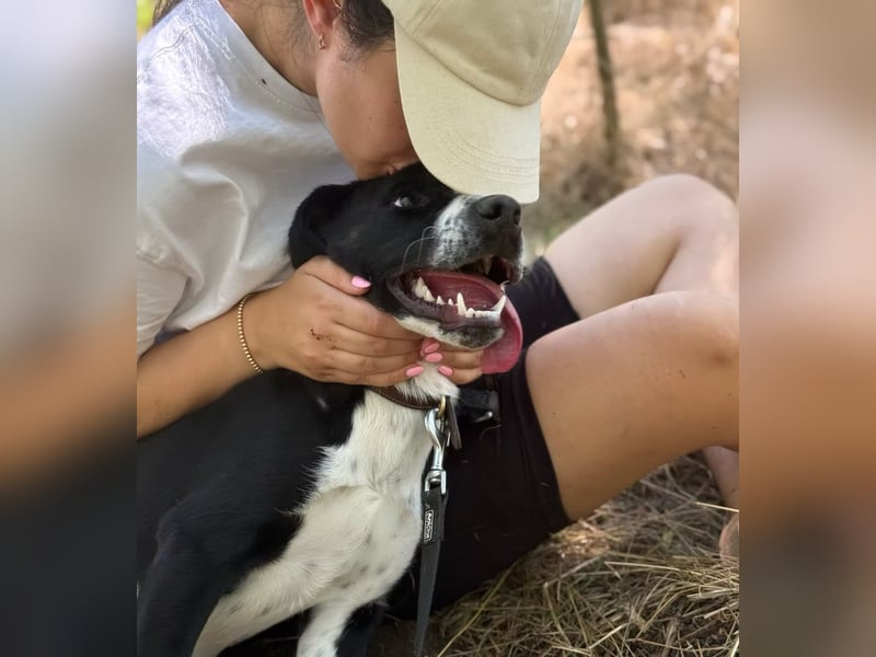 BALU - Fröhlicher Junghund sucht aktive Familie!