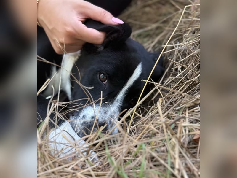 BALU - Fröhlicher Junghund sucht aktive Familie!