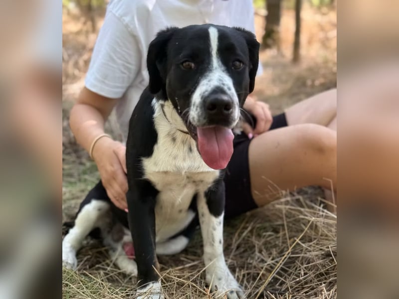 BALU - Fröhlicher Junghund sucht aktive Familie!
