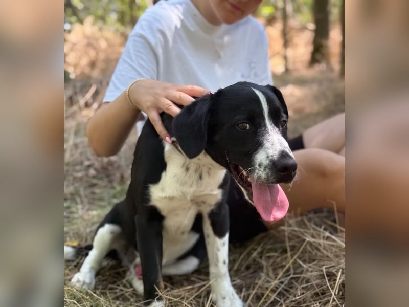 BALU - Fröhlicher Junghund sucht aktive Familie!