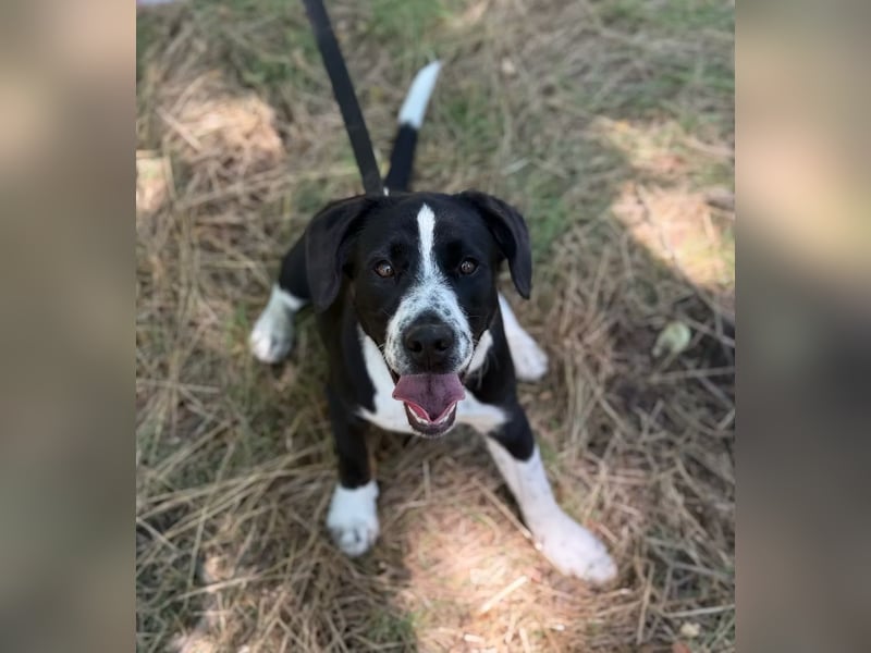 BALU - Fröhlicher Junghund sucht aktive Familie!