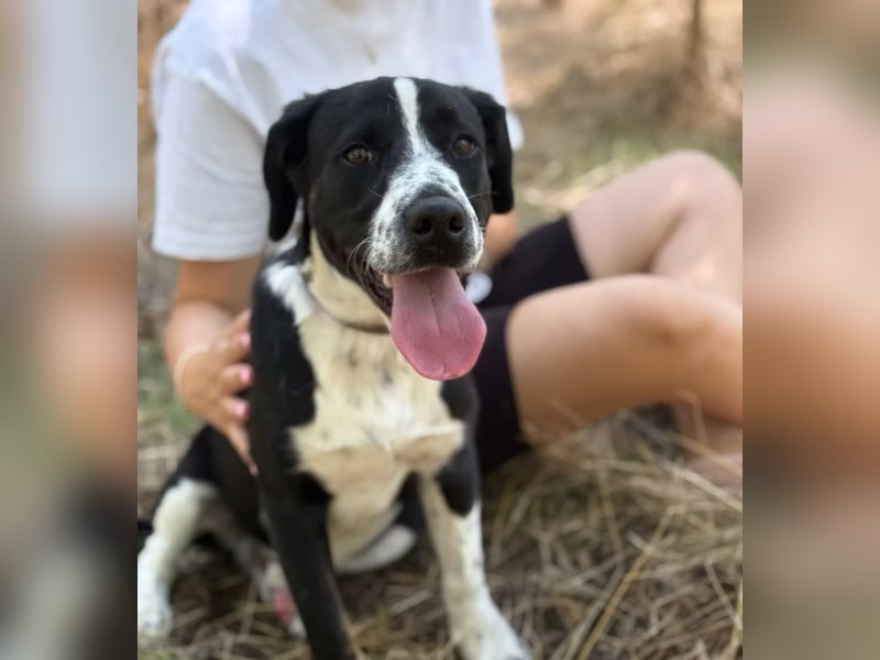 BALU - Fröhlicher Junghund sucht aktive Familie!