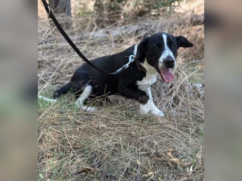 BALU - Fröhlicher Junghund sucht aktive Familie!