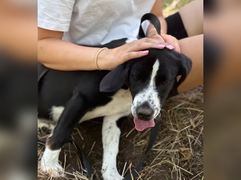 BALU - Fröhlicher Junghund sucht aktive Familie!