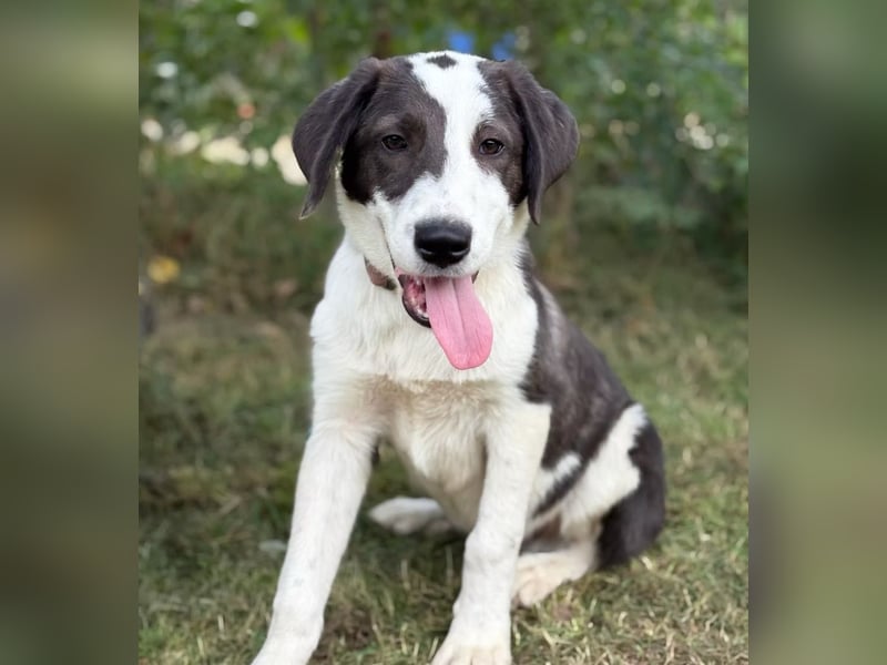 HARRY - Lebhafter Border Collie Mix sucht aktive Familie