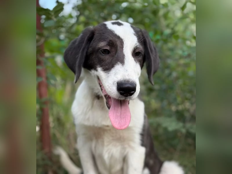 HARRY - Lebhafter Border Collie Mix sucht aktive Familie