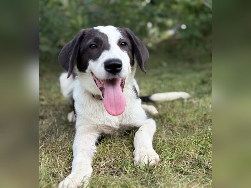 HARRY - Lebhafter Border Collie Mix sucht aktive Familie