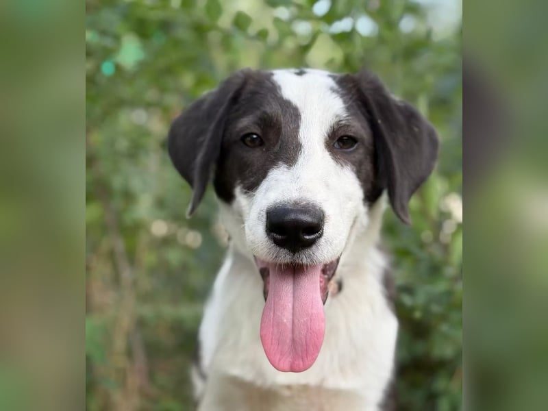 HARRY - Lebhafter Border Collie Mix sucht aktive Familie