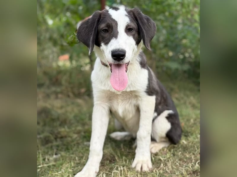 HARRY - Lebhafter Border Collie Mix sucht aktive Familie
