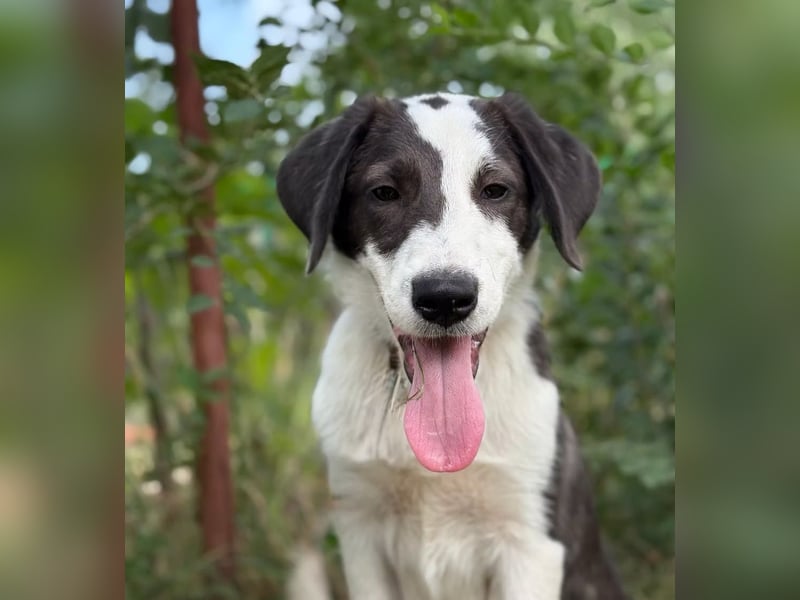 HARRY - Lebhafter Border Collie Mix sucht aktive Familie