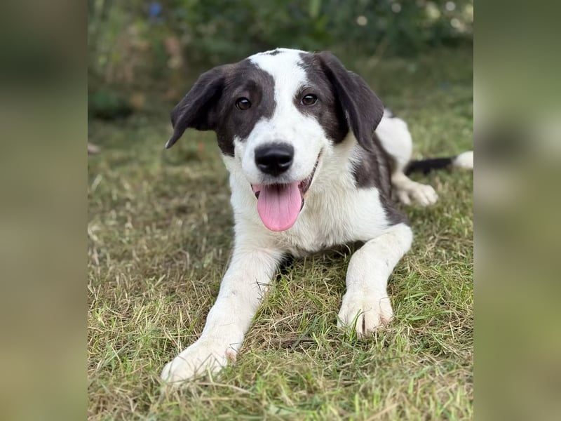 HARRY - Lebhafter Border Collie Mix sucht aktive Familie