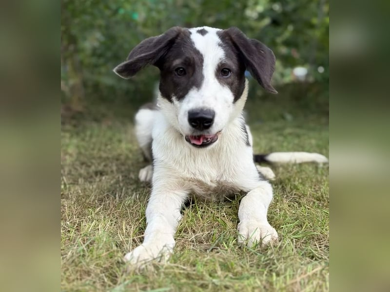 HARRY - Lebhafter Border Collie Mix sucht aktive Familie