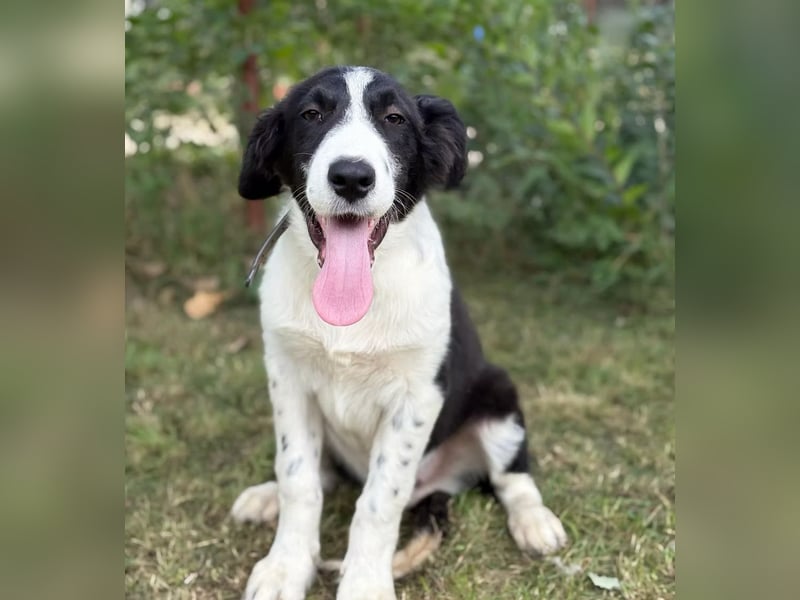MOSS - Lebensfroher Border Collie Mix sucht aktive Familie