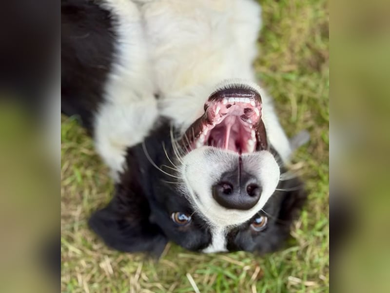 MOSS - Lebensfroher Border Collie Mix sucht aktive Familie
