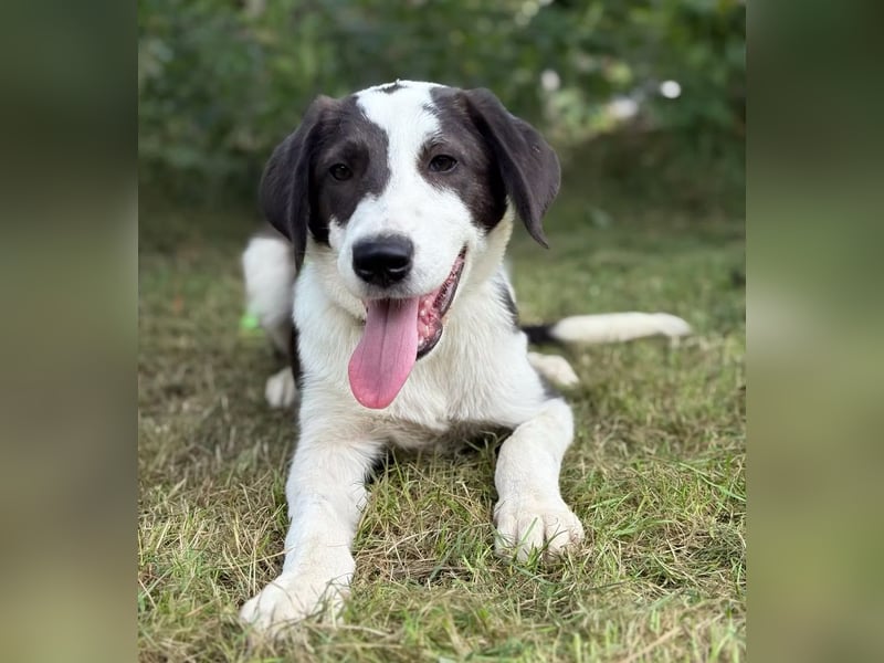 HARRY - Lebhafter Border Collie Mix sucht aktive Familie