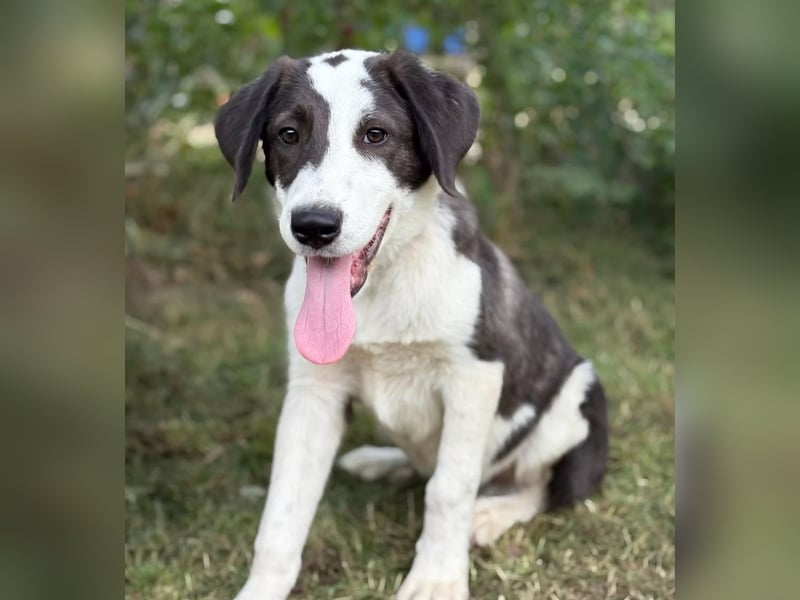 HARRY - Lebhafter Border Collie Mix sucht aktive Familie