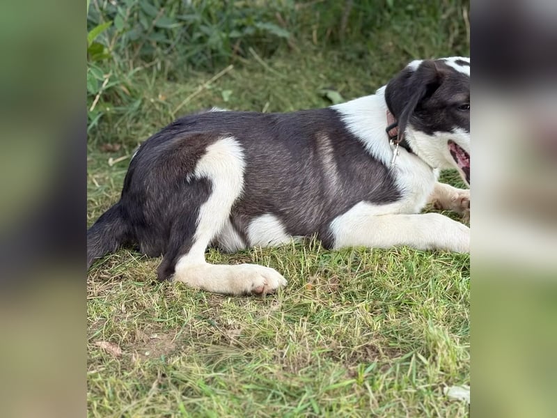 HARRY - Lebhafter Border Collie Mix sucht aktive Familie