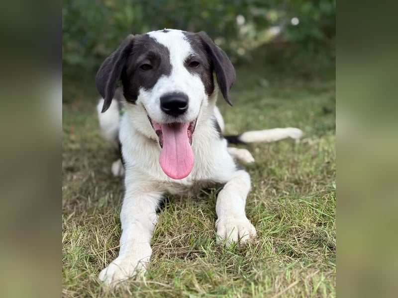 HARRY - Lebhafter Border Collie Mix sucht aktive Familie