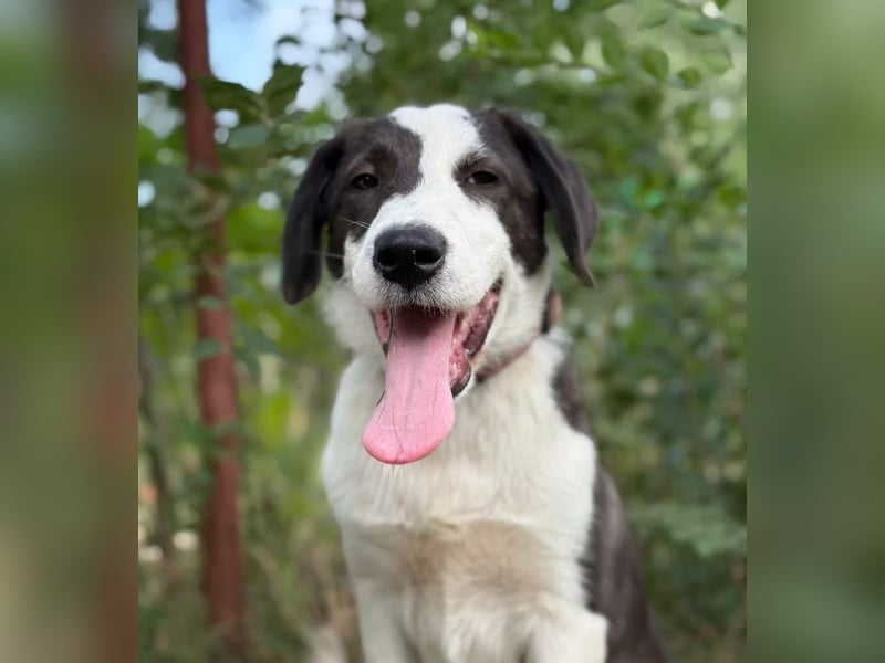 HARRY - Lebhafter Border Collie Mix sucht aktive Familie