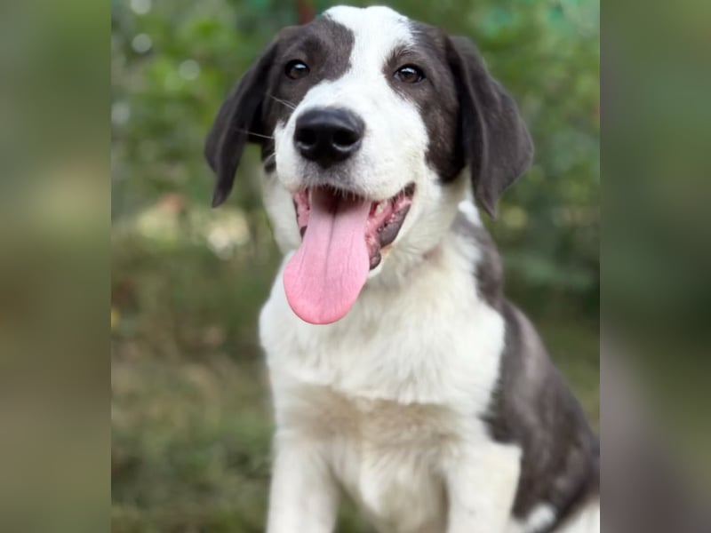 HARRY - Lebhafter Border Collie Mix sucht aktive Familie