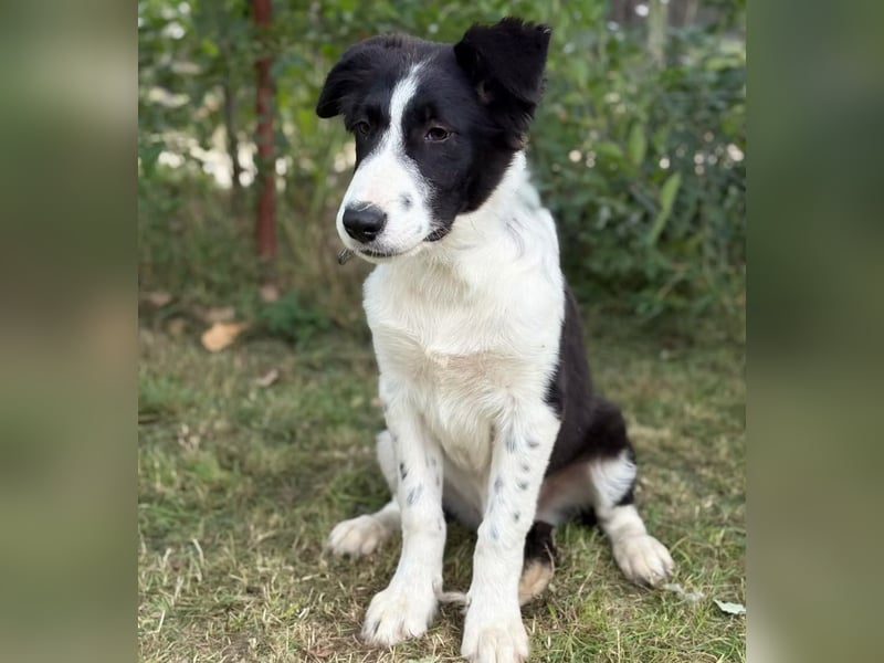 MOSS - Lebensfroher Border Collie Mix sucht aktive Familie