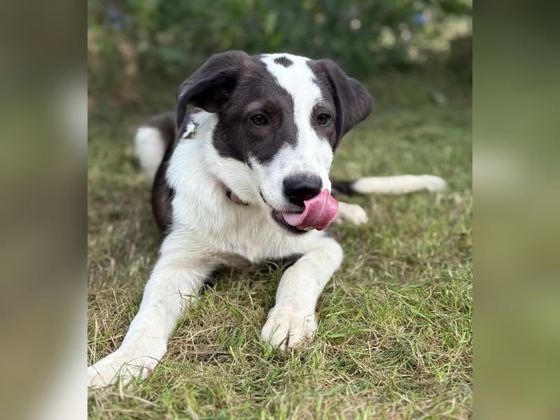 HARRY - Lebhafter Border Collie Mix sucht aktive Familie