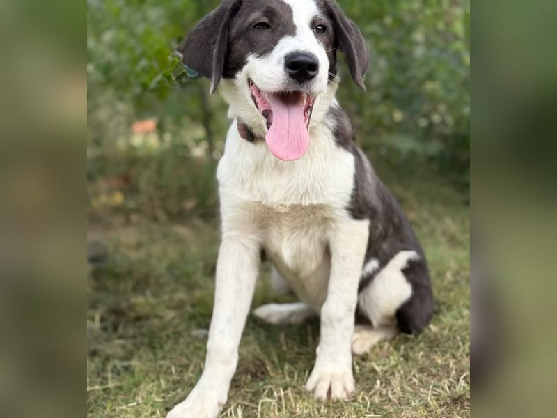 HARRY - Lebhafter Border Collie Mix sucht aktive Familie