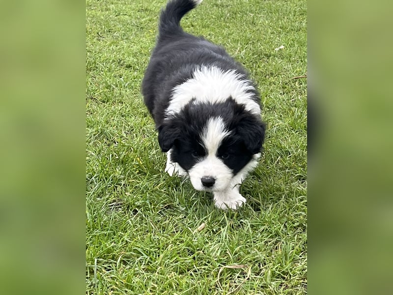 Border Collie
