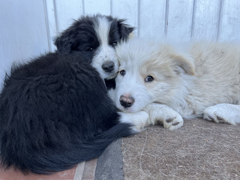 Border Collie