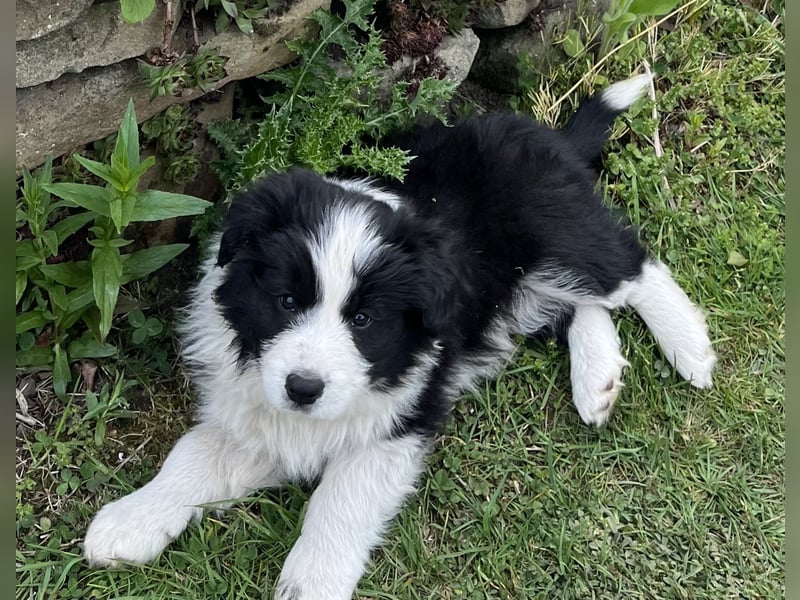 Border Collie