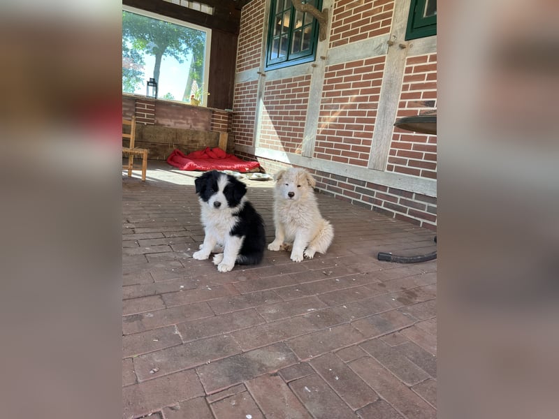 Border Collie