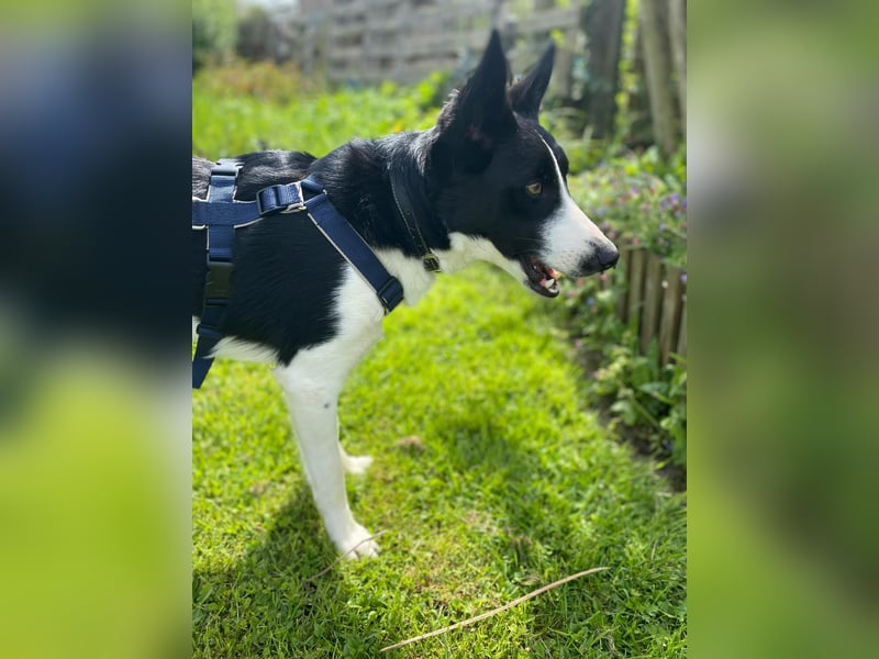 Baloo sucht ein liebevolles Zuhause