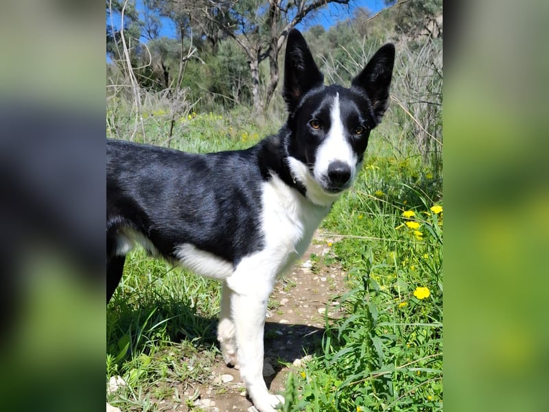Baloo sucht ein liebevolles Zuhause