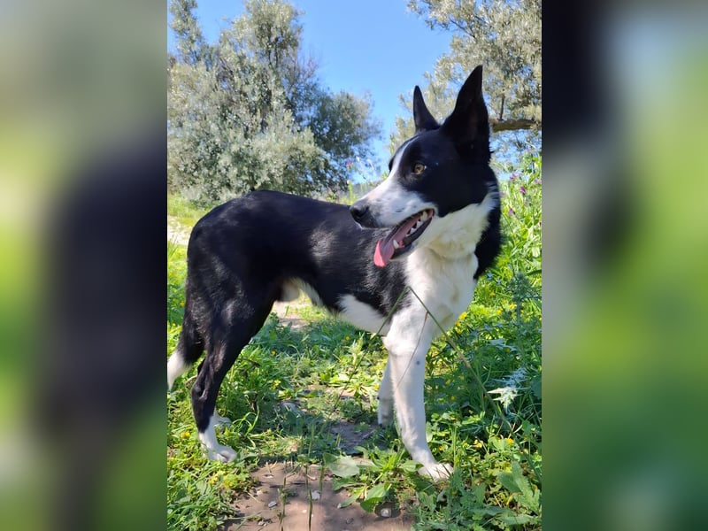 Baloo sucht ein liebevolles Zuhause