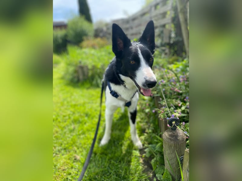 Baloo sucht ein liebevolles Zuhause