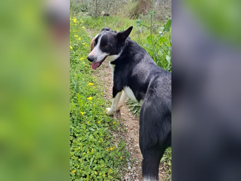 Baloo sucht ein liebevolles Zuhause
