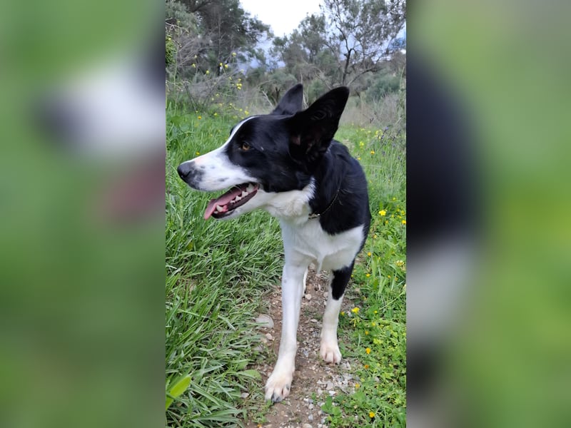 Baloo sucht ein liebevolles Zuhause