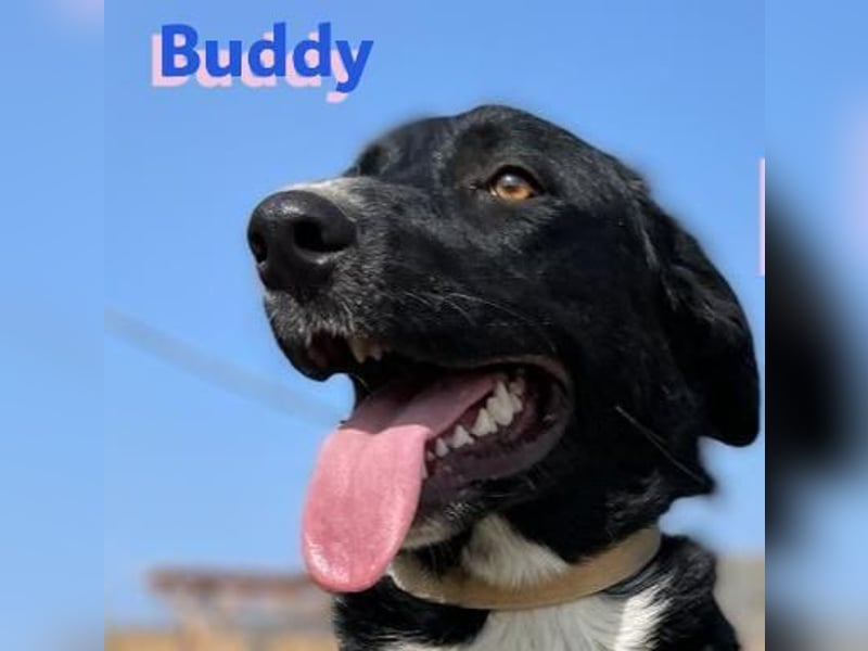 Buddy, 10/22 – Kuschelhund sucht Zuhause