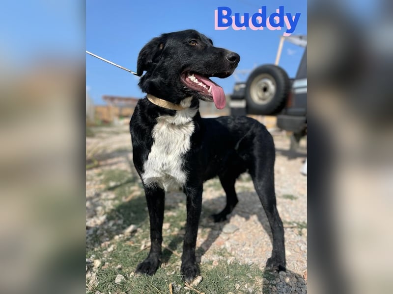 Buddy, 10/22 – Kuschelhund sucht Zuhause