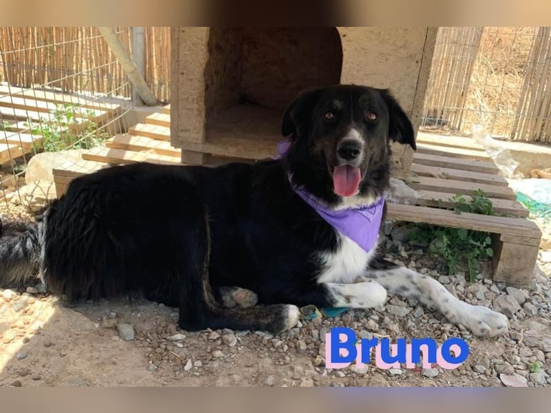 Bruno, 10/22 – Kuschelbär sucht Zuhause