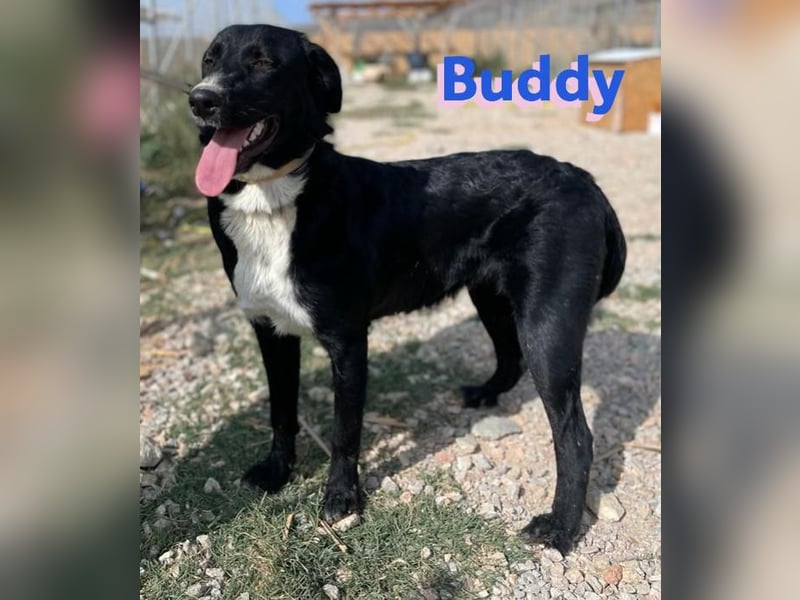 Buddy, 10/22 – Kuschelhund sucht Zuhause